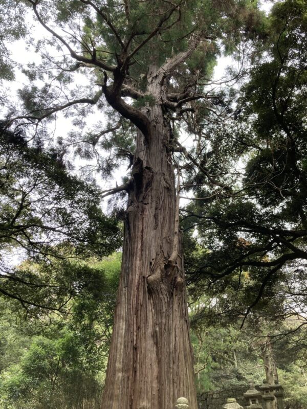 樹齢300年