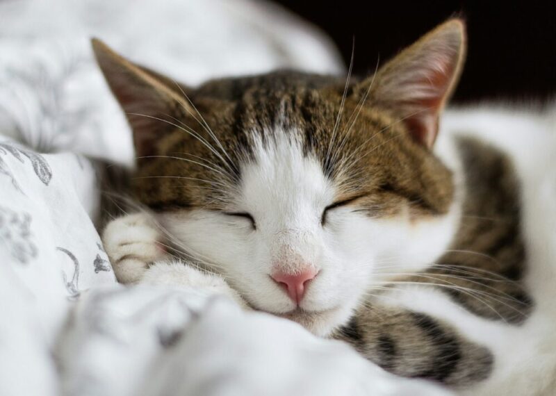 ねこ