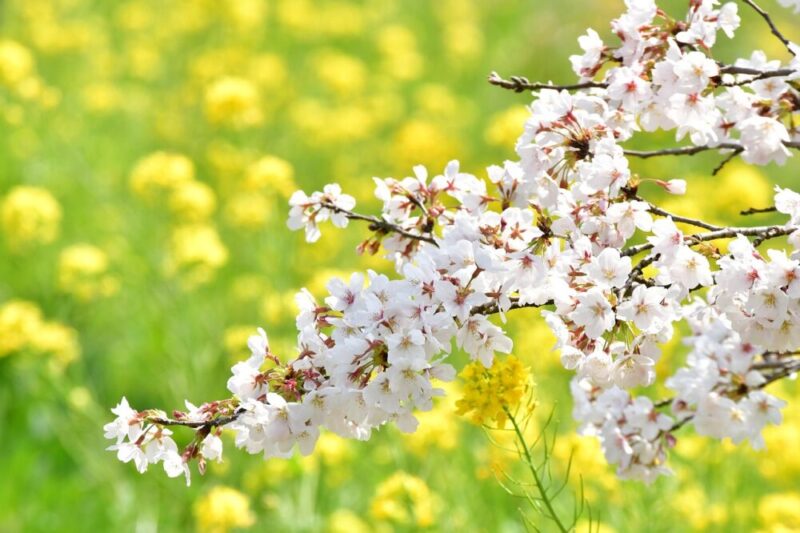 桜と菜の花